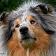 Kutya Collie