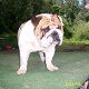 Kutya Bulldog