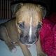 Kutya Pitbull terrier