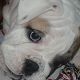 Kutya Bulldog