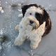 Kutya Tibeti terrier