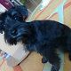 Kutya Schnauzer
