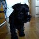 Kutya Schnauzer