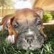 Kutya Boxer