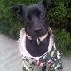 Kutya Pinscher