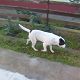 Kutya Staffordshire bullterrier