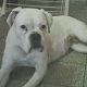 Kutya Boxer