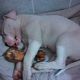 Kutya Argentin dog