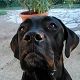 Kutya Cane corso