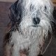 Kutya Lhasa-apso