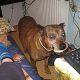 Kutya Pitbull terrier