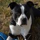 Kutya Staffordshire bullterrier