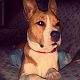 Kutya Staffordshire bullterrier