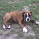 Kutya Boxer
