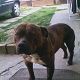 Kutya Pitbull terrier