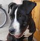 Kutya Pitbull terrier
