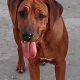 Kutya Rhodesian Ridgeback
