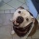 Kutya Bulldog