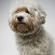 Kutya Bichon bolognese