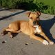 Kutya Staffordshire bullterrier