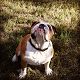 Kutya Bulldog