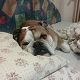 Kutya Bulldog