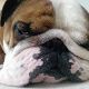 Kutya Bulldog