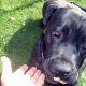 Kutya Cane corso