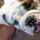 Kutya Bulldog