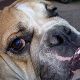 Kutya Bulldog