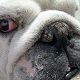 Kutya Bulldog