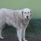 Kutya Kuvasz