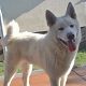 Kutya Akita inu