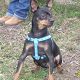 Kutya Pinscher