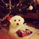 Kutya Bichon bolognese