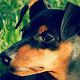 Kutya Pinscher