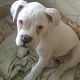 Kutya Boxer