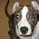 Kutya Pitbull terrier