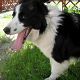 Kutya Border collie