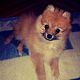 Kutya Spitz