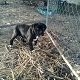 Kutya Cane corso