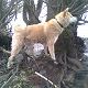 Kutya Akita inu