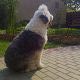 Kutya Bobtail