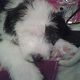 Kutya Bobtail