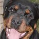 Kutya Rottweiler