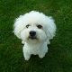 Kutya Bichon bolognese