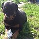 Kutya Rottweiler