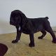 Kutya Cane corso