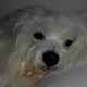 Kutya Bichon bolognese