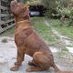 Kutya Bordeaux-i dog